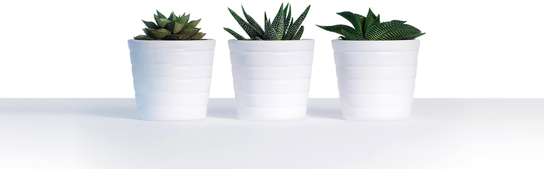 Vasos de plantas